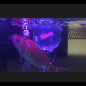 Meet your Posher, Jake